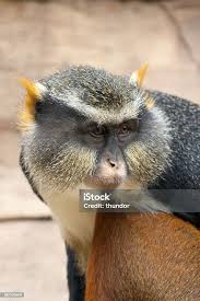 Image result for Monotes africanus