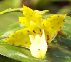 Image result for Polystachya bicarinata