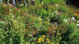 Home Gardener Series: Native Plants in WNC