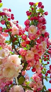 Albero di #melograno in fiore. Pin Di Donatella Spagnoletti Su Fiori Bellissimi Fiori Fiori Selvatici Fiori Primaverili