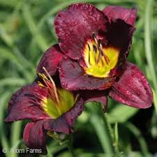 Daylilies with achillea and coreopsis. Search Hemerocallis Daylilies By Color Acorn Farms Wholesale Trees Shrubs Perennials And Annuals