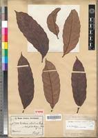 Image result for Funtumia elastica