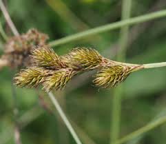 Image result for Carex leptosaccus