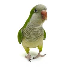 Bold and outgoing, they tend to chatter a lot and are known for their exceptional talking ability. Quaker Parakeet Myiopsitta Monachus Petco