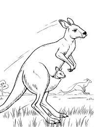 Kangaroo In Habitat Coloring Page Kangaroo Drawing Animal Coloring Pages Animal Drawings
