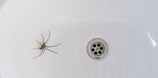 You don't need to use pesticides with also, patch up cracks or holes that spiders might use to get inside your house. How To Get Rid Of Spiders In Your House According To Bug Experts