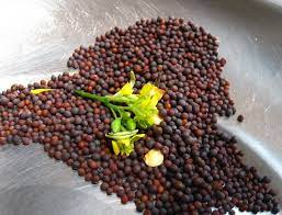 Planting Mustard Seeds How To Grow Mustard Seed Plants Mustard Seed Plant Mustard Plant Planting Seeds