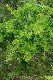 Image result for Afrocanthium mundianum