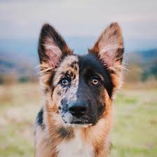 Australian Shepherd German Shepherd Mix Black And White German Shepherd Australian Shepherd Mix Germanshepherd Dogs Dog Mixes German Shepherd Dogs