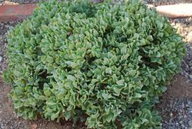 Nature S Wonders Jade Succulent Planting Succulents Jade Plants