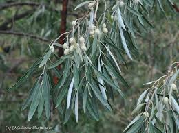 Leaves Fruit Of The Russian Olive Elaeagnus Angustifolia Colorado Photo By B N Sullivan Russian Olive Tree Olive Tree Tattoos Deciduous Trees