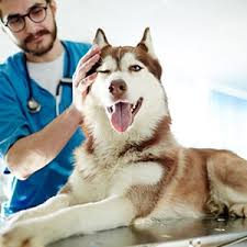 On the street of west ann road and street number is 7025. Veterinarian Slidell La Honey Island Animal Hospital