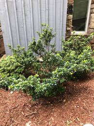 {may 22 gardenia by royal albert and blooming gardenias in baccarat vase}. Gardenia Jasminoides Cape Jasmine Cape Jasmine Gardenia Cape Jessamine Gardenia North Carolina Extension Gardener Plant Toolbox