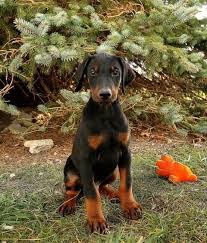 Will growl at you the first couple days then a total love. Doberman Puppies For Sale Nj