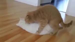 Funny Cats Are Mating Cats Mating And Breeding Animals Mating Animals Breeding Funny Mating Animals Mating Funny Cats Animals