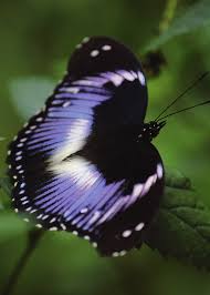 Image result for Orthopichonia schweinfurthii