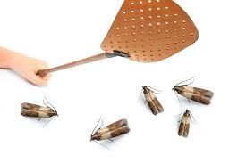 Top 10 Tips On How To Get Rid Of Pantry Moths Pantry Moths Moths In House Pantry Bugs