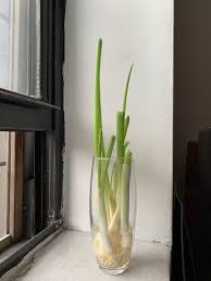 We did not find results for: Cara Praktis Tanam Daun Bawang Di Gelas Isi Air