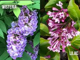 7 reasons why your rubber plant leaves are curling, and how to fix them. Wisteria Vs Lilac They Are So Different World Of Garden Plants