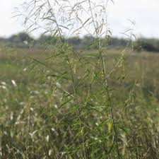 Image result for Sesbania quadrata