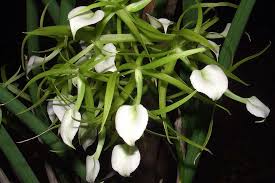 2,604 likes · 36 talking about this. Jenis Jenis Orkid Dan Foto Pengenalpastian