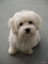 Cotondetulear Vos Departs Ne Manqueront Pas D Avoir Un Impact Sur Votre Coton De Tulear Ma Coton De Tulear Puppy Coton De Tulear Dogs Havanese Puppies