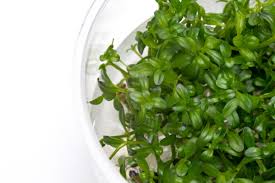 Image result for Rotala submersa