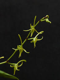 Image result for Angraecum calceolus