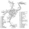 The leg of the chicken is similar to the human anatomy except that the hip bone is fused with the backbone. 1