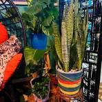 My lovely snake plant. I decorated my pot myself. 🥰🥰