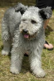Pumi Hungarian Dog Breed Pumi Hunde Hunderasse