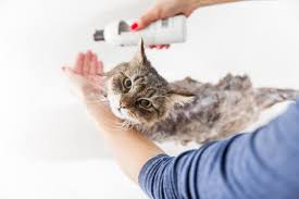 Before you ask can i bathe my cat after vaccination, ask yourself should you be doing it. How To Bathe A Cat A Step By Step Guide Tuxedo Cat