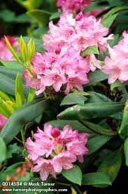 Rhododendron Macrophyllum Pacific Rhododendron Wildflowers Of The Pacific Northwest Our Native Bumblebees Go Crazy Ov Rhododendron Flowers Wild Flowers