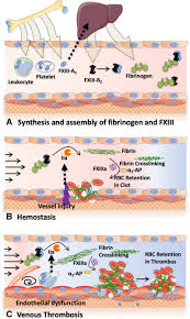 Image result for Fibrinogen