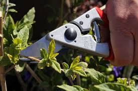 At Floors Castle Plant Centre We Believe That Felco Make The Best Secateurs In The World Here Neil Is Modelling The Felco Garden Gifts Gardening Gloves Plants