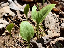 Image result for Ophioglossum vulgatum
