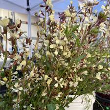 The whole garden smells so sweet, and tiny pollinators love to visit. Arugula Blossoms Information Recipes And Facts
