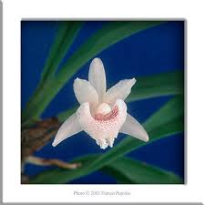 Image result for Microcharis