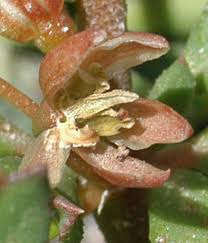 Image result for Glinus hirtus