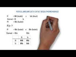 Perhatikan 5 soal persilangan monohibrid dan pembahasannya berikut ini. Tips Genetika Monohibrid Youtube