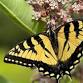 Butterfly Count Field Training