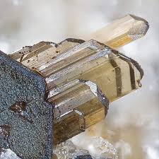 Image result for Hypertelis