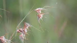 Image result for Themeda triandra