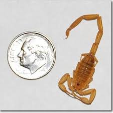 Pest control technician salaries in las vegas, nv. Little Buggers Pest Control 11 Reviews Pest Control 2409 Alpine Meadows Ave Henderson Nv Phone Number