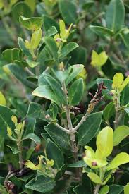 Image result for Chionanthus foveolatus