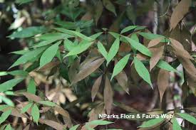 Image result for Actinodaphne