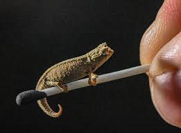 Image result for Ceropegia togoensis