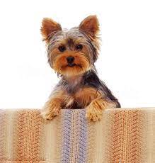 Dog Yorkshire Terrier Pup With Its Paws Up Photo Wp08905