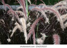 Image result for Chlorophytum pubiflorum
