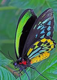 Maravillosa Butterfly Photos Butterfly Inspiration Butterfly